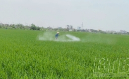 Tiền Hải: Ph&ograve;ng, trừ bệnh đạo &ocirc;n hại l&uacute;a xu&acirc;n