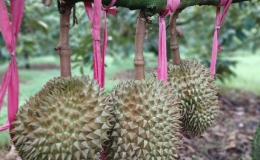 Trung Quốc - thị trường tỷ USD của n&ocirc;ng sản Việt