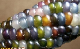 Lạ lẫm ng&ocirc; 7 sắc