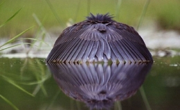 Những tuyệt chi&ecirc;u săn mồi kỳ dị của "qu&aacute;i điểu"