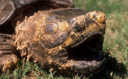 Chi&ecirc;m ngưỡng qu&aacute;i th&uacute; nước ngọt