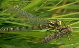 Những sự thật về lo&agrave;i chuồn chuồn 