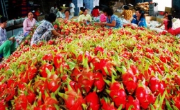 Xuất khẩu rau quả: Kỳ vọng lập kỷ lục mới