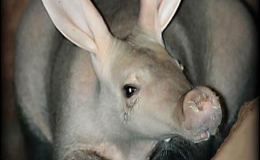 Những lo&agrave;i động vật "h&oacute;a thạch sống" đặc biệt