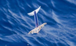 Mục sở thị mực bay Th&aacute;i B&igrave;nh Dương