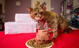 Ch&uacute; m&egrave;o 24 tuổi được phong danh hiệu gi&agrave; nhất thế giới