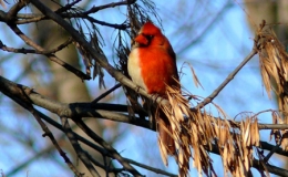 Kỳ lạ c&aacute; thể chim hồng y lưỡng t&iacute;nh mang th&acirc;n h&igrave;nh nửa đực, nửa c&aacute;i