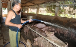 Gi&aacute; lợn hơi tiếp tục tăng