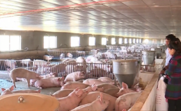 Gi&aacute; lợn tiếp tục tăng