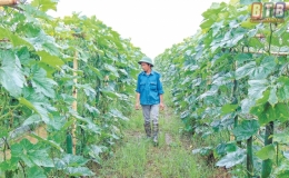 Kh&aacute;t vọng vươn l&ecirc;n từ đất