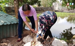 Quyết liệt trong c&ocirc;ng t&aacute;c ti&ecirc;m ph&ograve;ng dại cho đ&agrave;n ch&oacute;, m&egrave;o