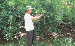 L&agrave;m gi&agrave;u từ trồng cam