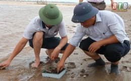 Kiểm tra m&ocirc;i trường v&agrave; mật độ nu&ocirc;i ngao b&atilde;i triều ven biển huyện Tiền Hải