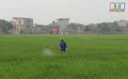 Đ&ocirc;ng Hưng: Ph&ograve;ng trừ bệnh đạo &ocirc;n cổ b&ocirc;ng v&agrave; rầy bảo vệ sản xuất