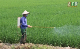 Th&aacute;i Thụy: Phun trừ s&acirc;u cuốn l&aacute; v&agrave; rầy c&aacute;c loại cho 9.000ha l&uacute;a xu&acirc;n