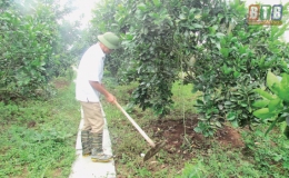 Cựu chiến binh huyện Hưng H&agrave; l&agrave;m theo lời B&aacute;c