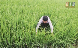 Nguy cơ b&ugrave;ng ph&aacute;t bệnh đạo &ocirc;n cổ b&ocirc;ng tr&ecirc;n l&uacute;a xu&acirc;n