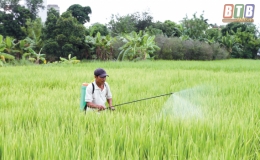 Quỳnh Phụ: Quyết liệt ph&ograve;ng, trừ s&acirc;u bệnh,  bảo vệ l&uacute;a xu&acirc;n