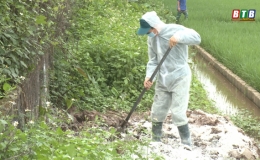 Đ&ocirc;ng Hưng đối ph&oacute; với bệnh dịch tả lợn ch&acirc;u Phi