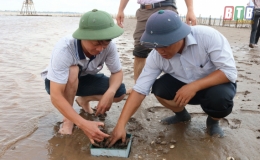 Kh&ocirc;ng thả nu&ocirc;i ngao ở v&ugrave;ng c&oacute; thời gian phơi b&atilde;i tr&ecirc;n 7 giờ/ng&agrave;y