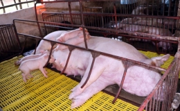 Dịch tả lợn ch&acirc;u Phi lan rộng tới 34 tỉnh, th&agrave;nh phố