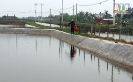 Đ&ocirc;ng Hải tập trung ph&ograve;ng trừ bệnh đốm trắng tr&ecirc;n t&ocirc;m