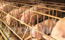 Th&ecirc;m 2 tỉnh Ki&ecirc;n Giang v&agrave; Đồng Th&aacute;p ph&aacute;t hiện dịch tả lợn ch&acirc;u Phi