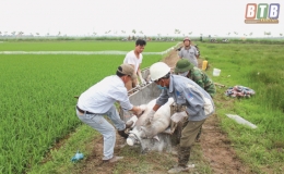 Một số tồn tại trong c&ocirc;ng t&aacute;c ph&ograve;ng, chống bệnh dịch tả lợn ch&acirc;u Phi