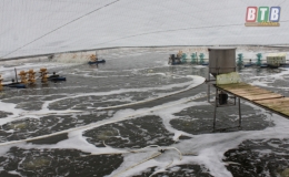 Th&aacute;i Thụy:  Ph&ograve;ng, chống bệnh đốm trắng cho t&ocirc;m