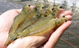 Chủ động ngăn chặn virus mới tr&ecirc;n t&ocirc;m x&acirc;m nhập v&agrave;o nước ta