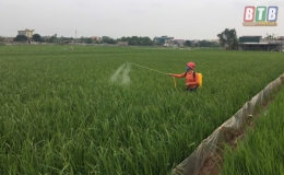  Quỳnh Phụ: T&iacute;ch cực ph&ograve;ng, trừ s&acirc;u, bệnh bảo vệ l&uacute;a xu&acirc;n