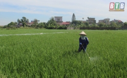 Đ&ocirc;ng Hưng: Tr&ecirc;n 11.000ha l&uacute;a xu&acirc;n được ph&ograve;ng trừ s&acirc;u bệnh