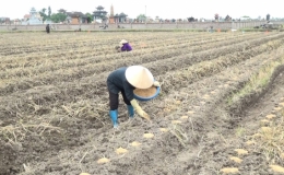 Huyện Kiến Xương phấn đấu diện t&iacute;ch gieo trồng c&acirc;y m&agrave;u h&egrave; thu đạt tr&ecirc;n 1,2 ngh&igrave;n ha