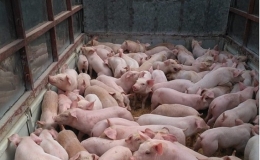 Nguồn h&agrave;ng khan hiếm, gi&aacute; lợn giống tăng kỷ lục