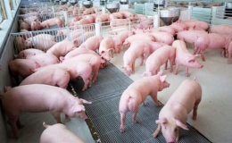 T&aacute;i đ&agrave;n lợn c&ograve;n vướng nhiều kh&oacute; khăn