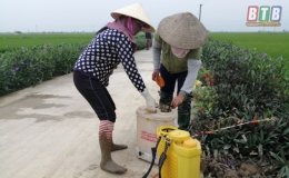 Th&aacute;i Thụy tập trung ph&ograve;ng trừ s&acirc;u bệnh bảo vệ hơn 12.600 ha l&uacute;a xu&acirc;n