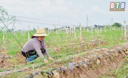 T&iacute;ch tụ ruộng đất trồng măng t&acirc;y cho thu nhập cao