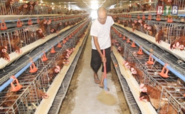 Tiền Hải: Bảo vệ đ&agrave;n vật nu&ocirc;i m&ugrave;a nắng n&oacute;ng