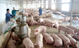 Ti&ecirc;u hủy gần 4.000 con lợn mắc bệnh Dịch tả lợn ch&acirc;u Phi