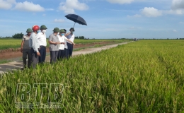 Kiến Xương:  Đ&aacute;nh gi&aacute; năng suất l&uacute;a xu&acirc;n