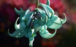 Lo&agrave;i hoa xanh hiếm bậc nhất thế giới