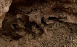 Ph&aacute;t hiện h&oacute;a thạch ngựa 14.000 năm tuổi khi x&acirc;y bể bơi ở Las Vegas