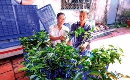 Phong Điền (Cần Thơ): Quyết t&acirc;m x&acirc;y dựng n&ocirc;ng th&ocirc;n mới n&acirc;ng cao
