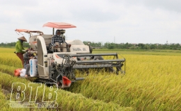 Quỳnh Phụ: Tập trung thu hoạch l&uacute;a xu&acirc;n sớm