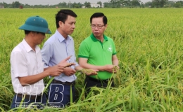 ThaiBinh Seed đ&aacute;nh gi&aacute; chất lượng giống l&uacute;a