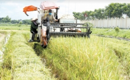 Vũ Thư: Khẩn trương thu hoạch l&uacute;a xu&acirc;n tr&agrave; sớm