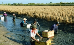 X&acirc;y dựng n&ocirc;ng th&ocirc;n mới thực chất