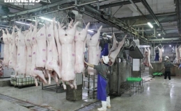 Gi&aacute; heo hơi tăng mạnh, vượt mốc 60.000 đồng/kg