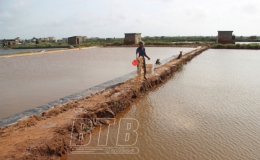 Nam Cường: 34,7ha diện t&iacute;ch nu&ocirc;i t&ocirc;m bị bệnh đốm trắng