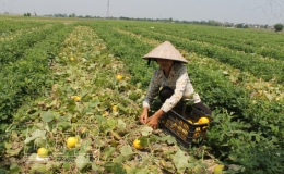 N&ocirc;ng d&acirc;n Vũ Thư: Thu l&atilde;i từ 2,5 - 3 triệu đồng/s&agrave;o dưa hồng